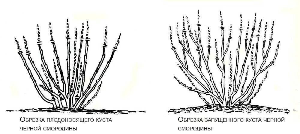 Обрезают ли черную смородину. Схема обрезки куста смородины осенью. Схема обрезки смородины осенью осенью. Обрезка кустарников смородины. Обрезка кустов смородины весной.