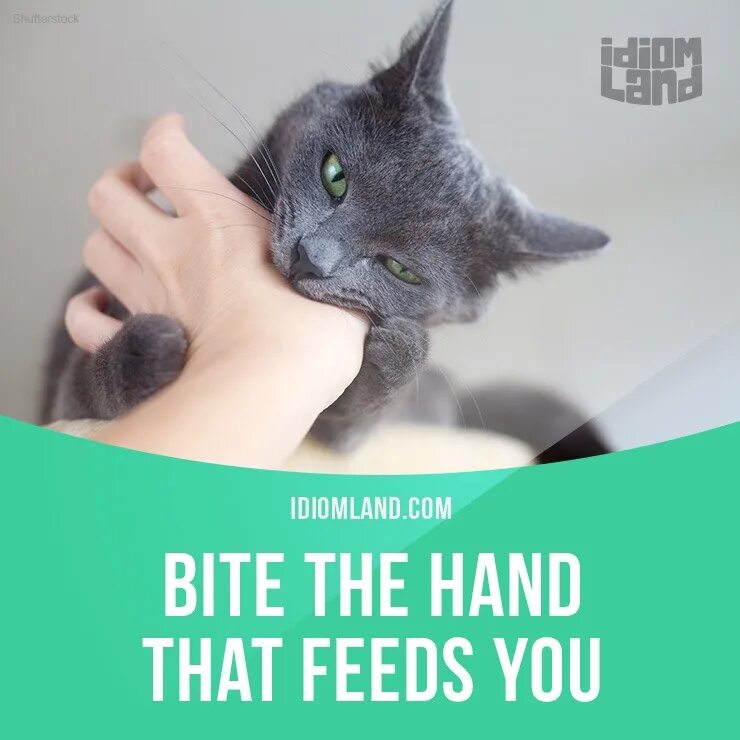 I bite at the hand that feeds. The hand that feeds you. don’t bite the hand that feeds you. не кусай руку, которая тебя кормит.. to bite the hand that feeds you idiom.