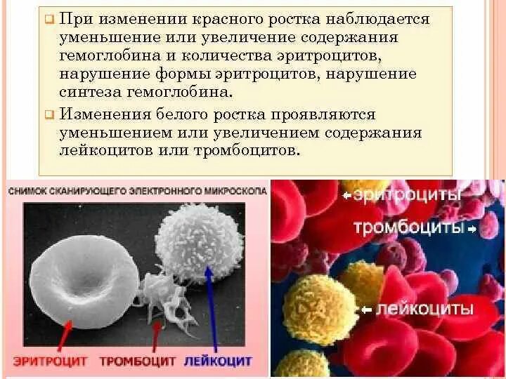 Нарушение функции тромбоцитов. Клетки белого ростка крови. нарушение синтеза лейкоцитов. красный и белый ростки крови. редукция красного ростка.