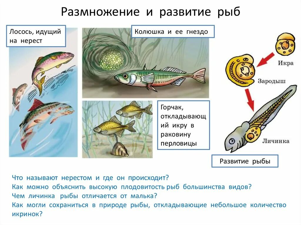 Схема размножения рыб 7 класс. Цикл развития рыб 7 класс. Размножение рыб 7 класс биология. Схема развития рыбы 7 класс. Размножение животных рыбы