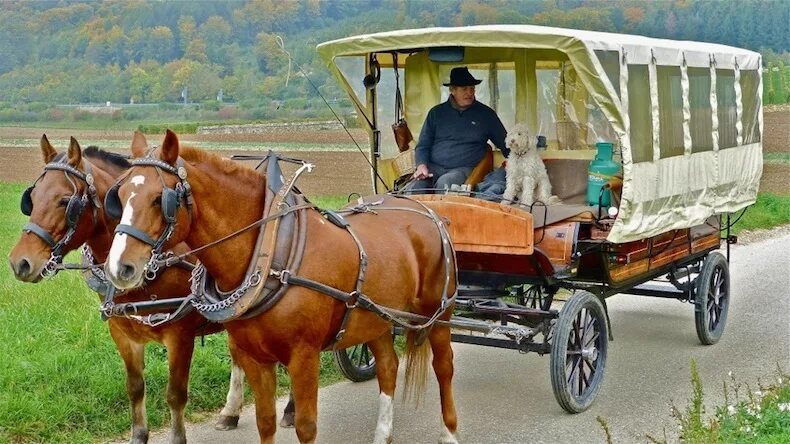 Гужевая повозка. Гужевой транспорт лошади. Как называется повозка с лошадьми. Как называется повозка с лошадьми. Свадебная карета с лошадьми.