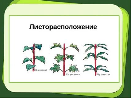 Листорасположение побега