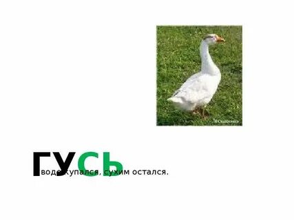 В воде остался а сух остался