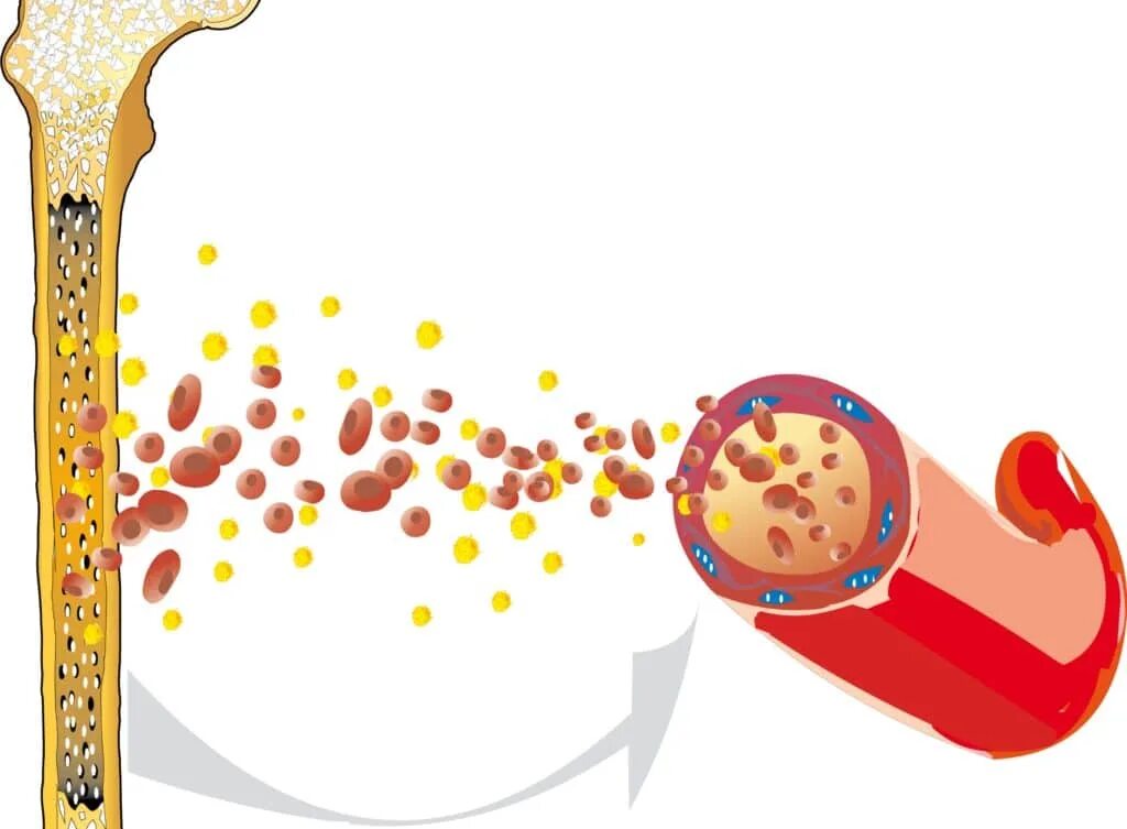 Красный мозг костей. Клетки костного мозга. Стволовые клетки красного костного мозга.