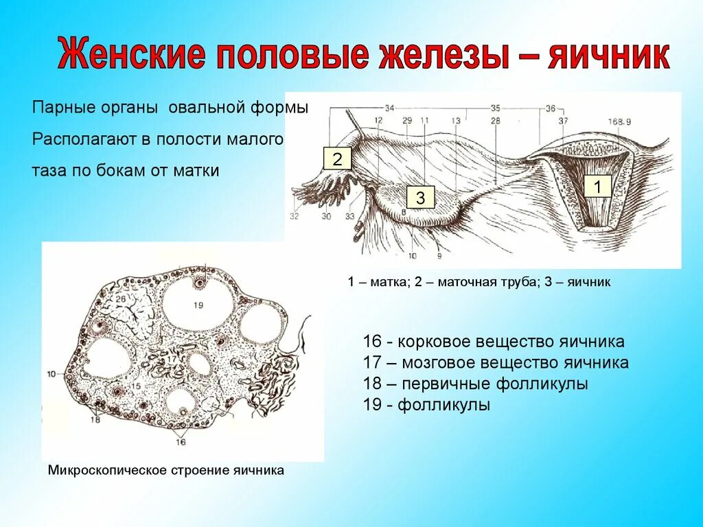 Как называют женскую половую железу. Структуры женских половых желез. Половые железы расположение и строение. Женские половые железы функции строение. Строение женской половой железы яичника.