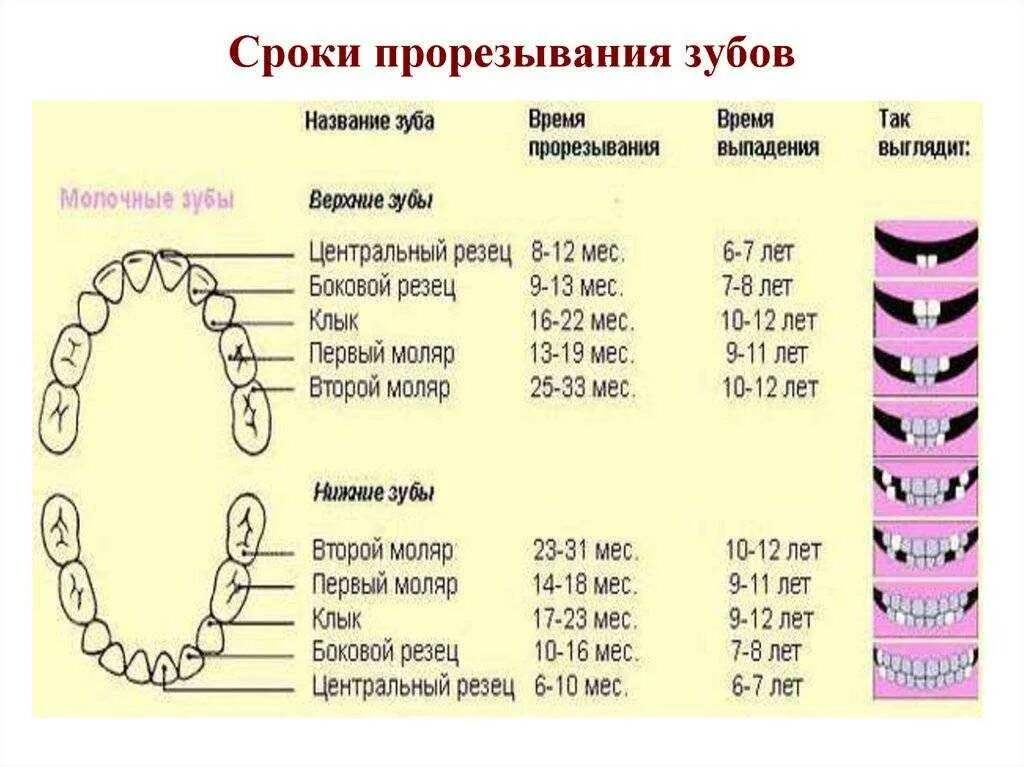 Что означает зубы выпали. Сроки прорезывания первых молочных зубов. зубы у детей сроки прорезывания молочных зубов. зубы у детей сроки прорезывания коренных. сроки прорезывания 5 молочных зубов.