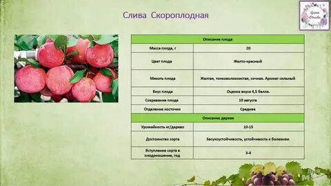 Яблоня дегустационная оценка