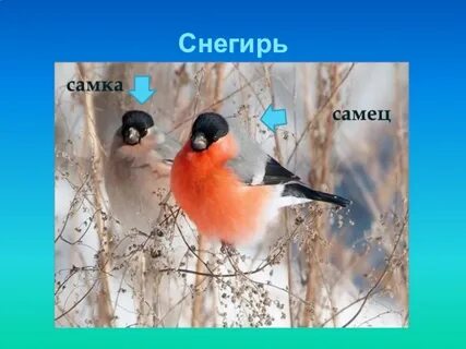 Снегири пол