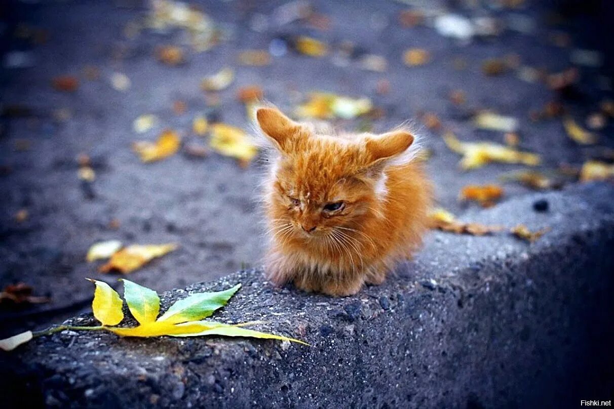 Кошка пришла и ушла. Котоматрица осень. Жизнь животные. Котята в беде. Кот наслаждается жизнью.