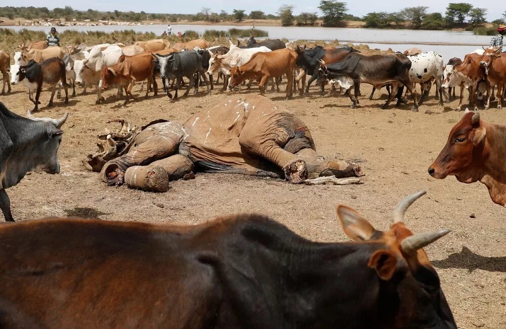 Засуха животные. Коровы в Африке. Засуха гибель животных. Животные Африки засуха.