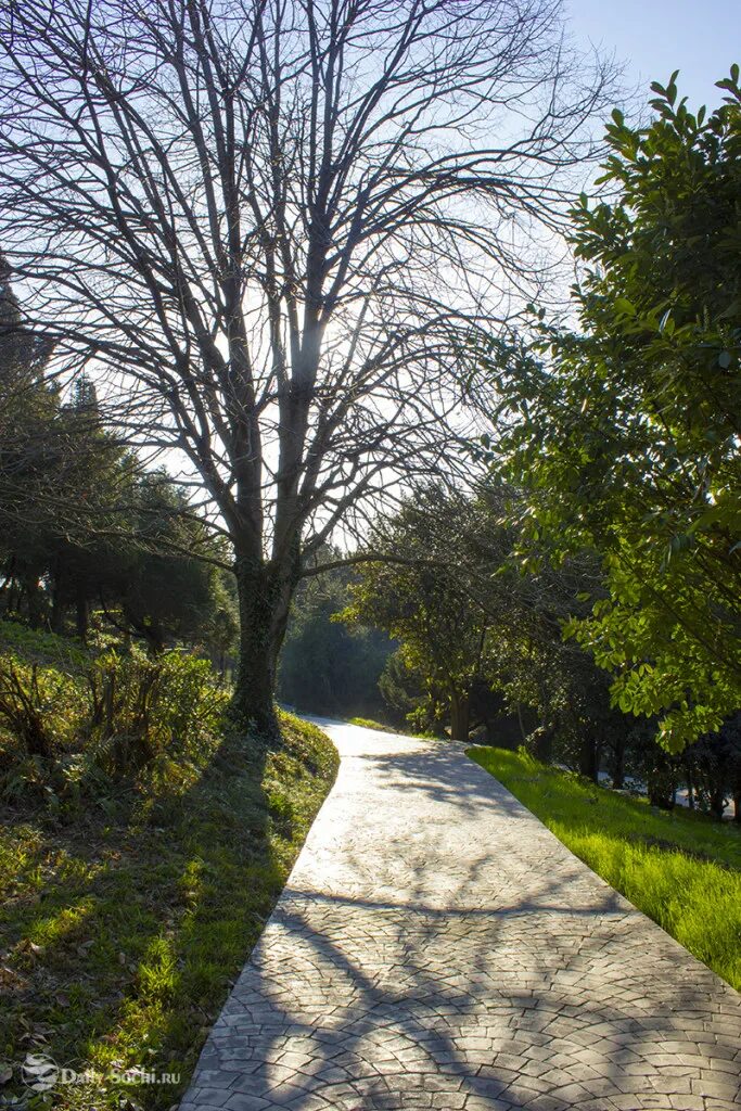 каждой аллее. е. лето лианозовский парк. золотая аллея. аллея победителей адлер.