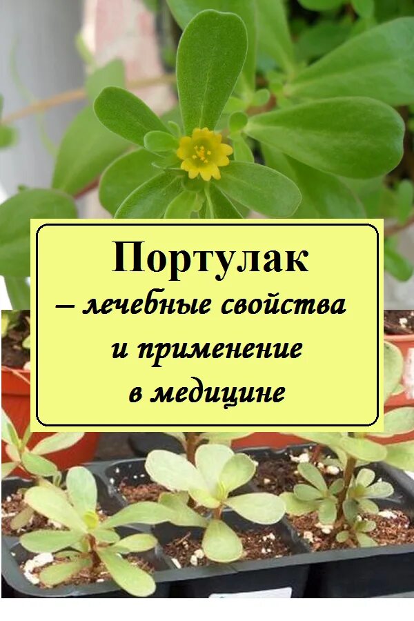 Портулак огородный лечебные свойства. Дандур портулак. Портулак огородный лечебные. Трава портулак огородный. Портулак полезные свойства и противопоказания.