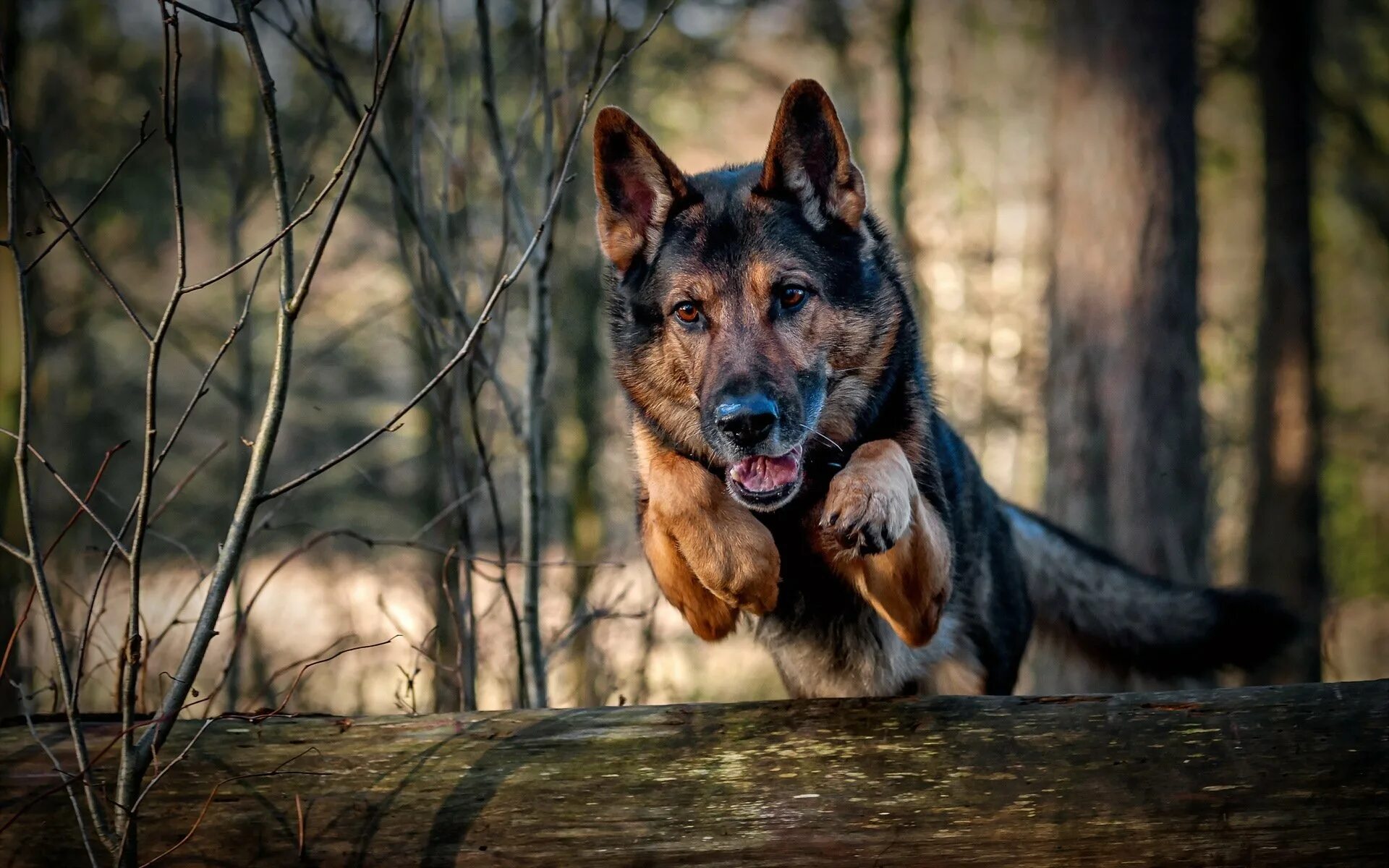 Обои на стол собаки. German Shepherd немецкая овчарка. Джерман Шеферд. Немецкая овчарка 4 к.