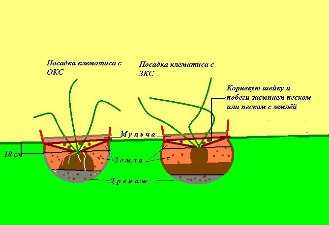 Как сохранить клематис до посадки купленные. Посадка клематиса весной в открытый грунт. Посадка клематисов весной в открытый грунт. Схема посадки клематиса. Правильная посадка клематиса.