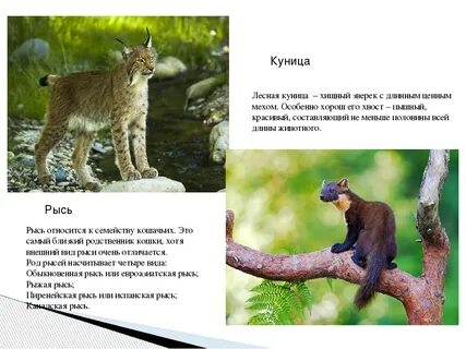 Рысь и куница