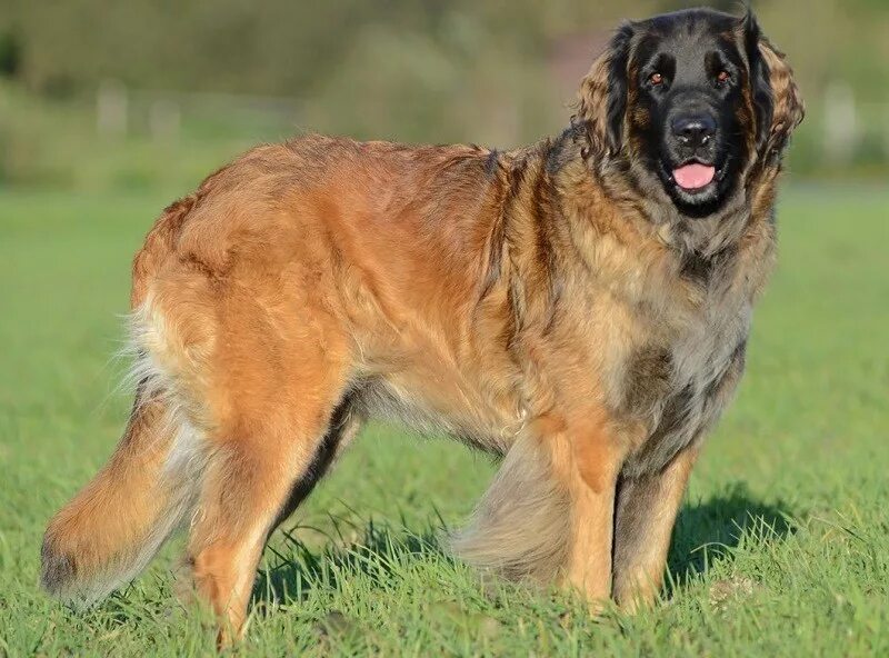 Португальская эштрельская овчарка. Эштрельская овчарка. Эштрельская овчарка. Эштрельская овчарка щенки. Эштрельская горная собака.