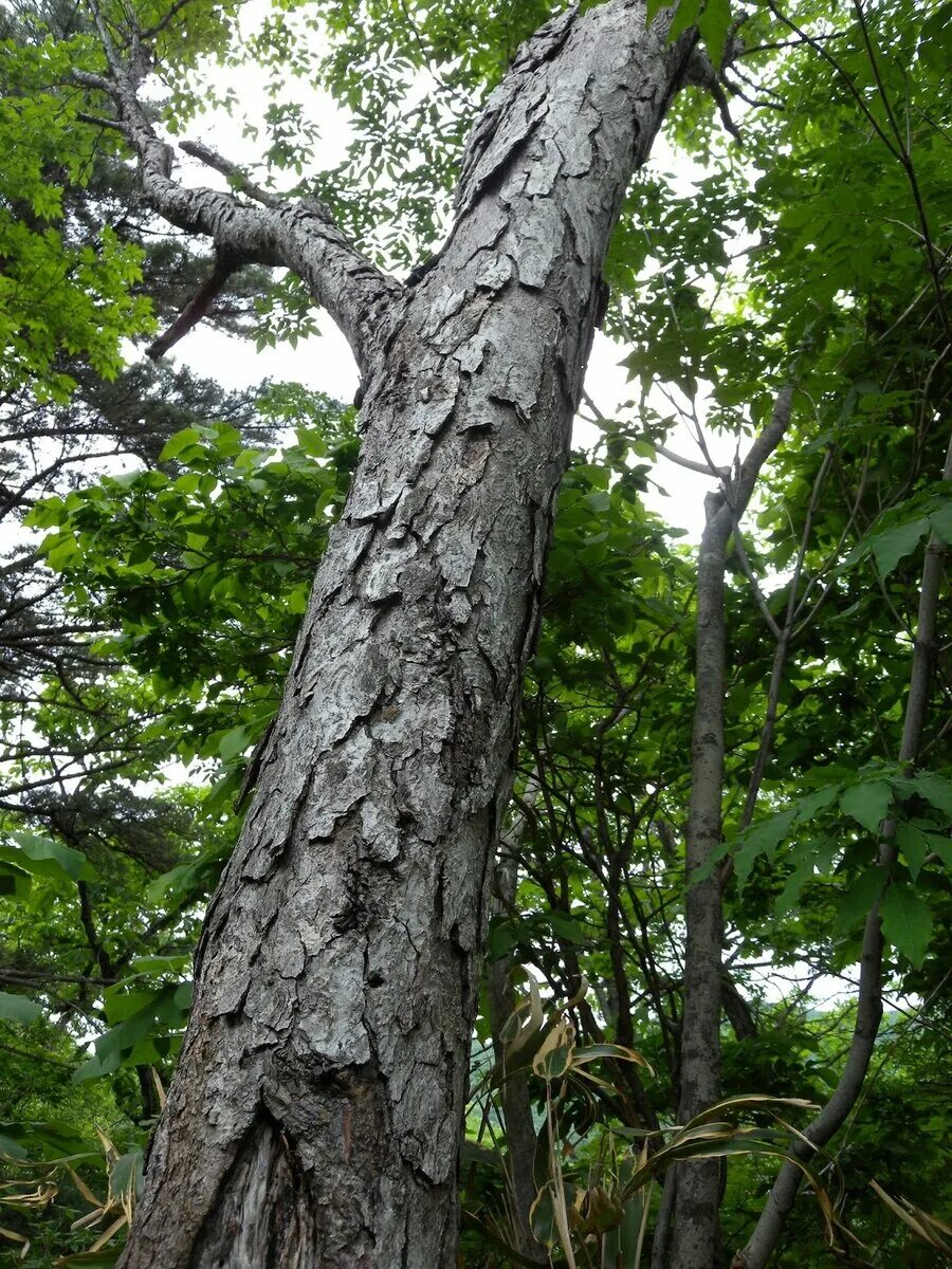 Редкие деревья книга. Береза Шмидта Betula schmidtii. Береза Шмидта (железная береза ). Железное дерево береза Шмидта. Железная берёза Дальний Восток.