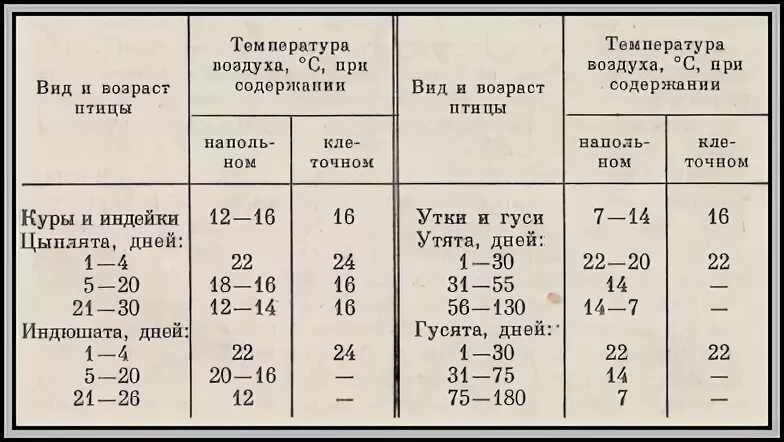 При какой температуре можно цыплят. Температурный режим содержания утят. Тепловой режим для уток. Температура в брудере для утят. Температурный режим режим для утят.