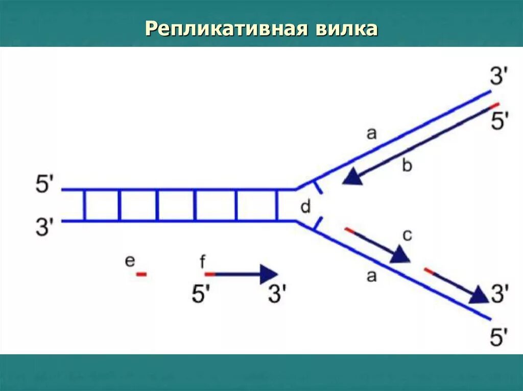 Фермент вилка. Репликация ДНК лидирующая цепь. Репликация ДНК Репликационная вилка. Схема репликативной вилки биохимия. Репликативная вилка схема.