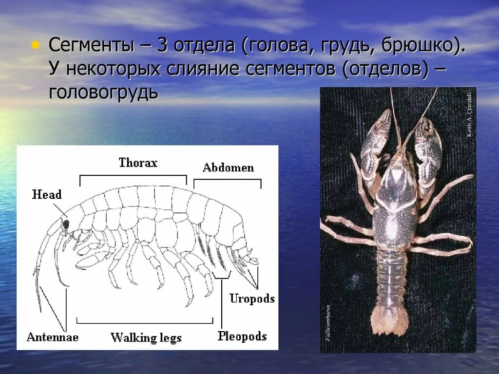 Слияние сегментов в отделы. Голова грудь брюшко членистоногих. Сегментированное брюшко. Ракообразные голова грудь брюшко. Сегментированное тело у каких