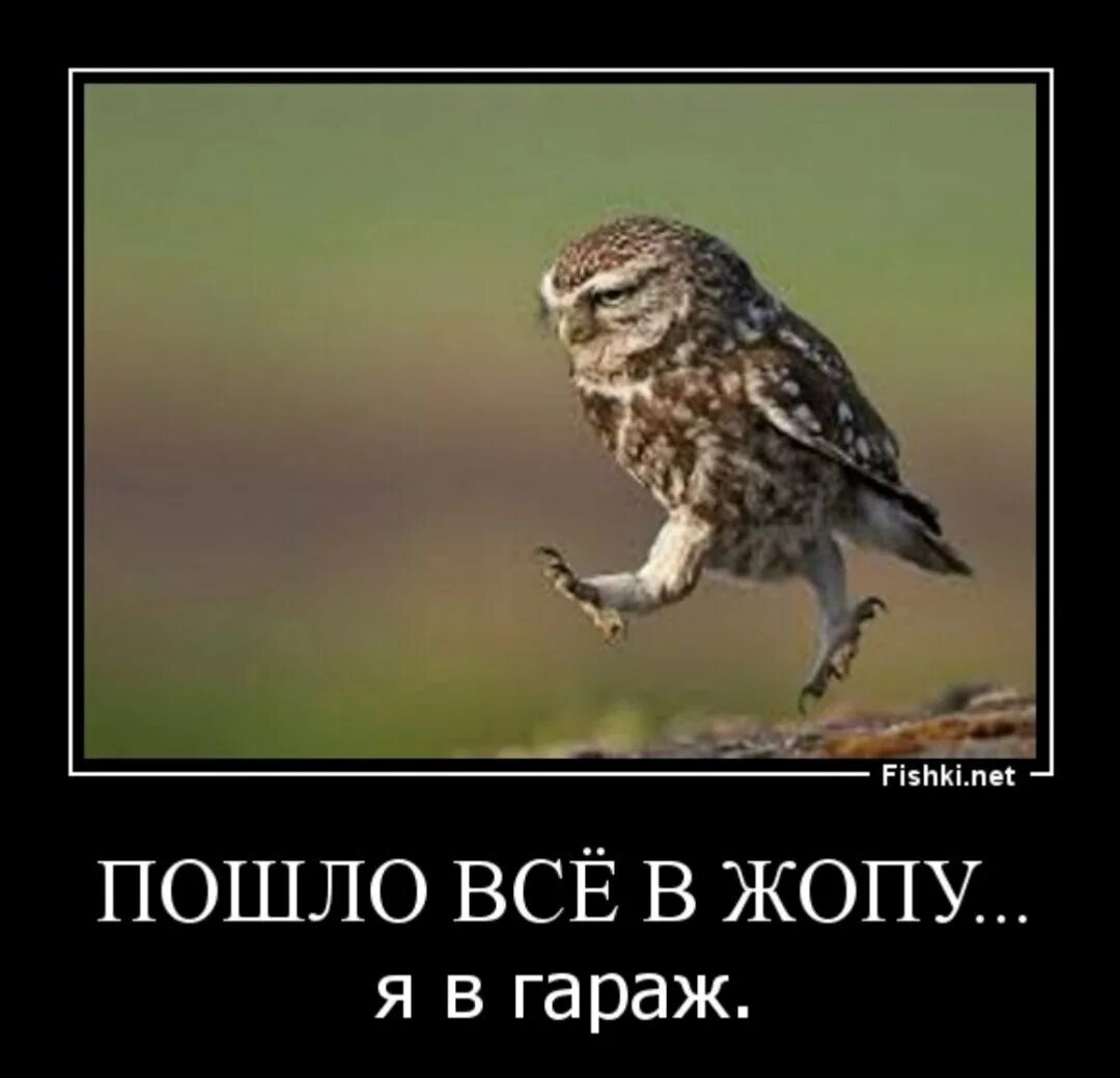 Пошли все я в гараж. Я В гараж. Сова идет. Пошло всё я в гараж. Песня пошло все в ж