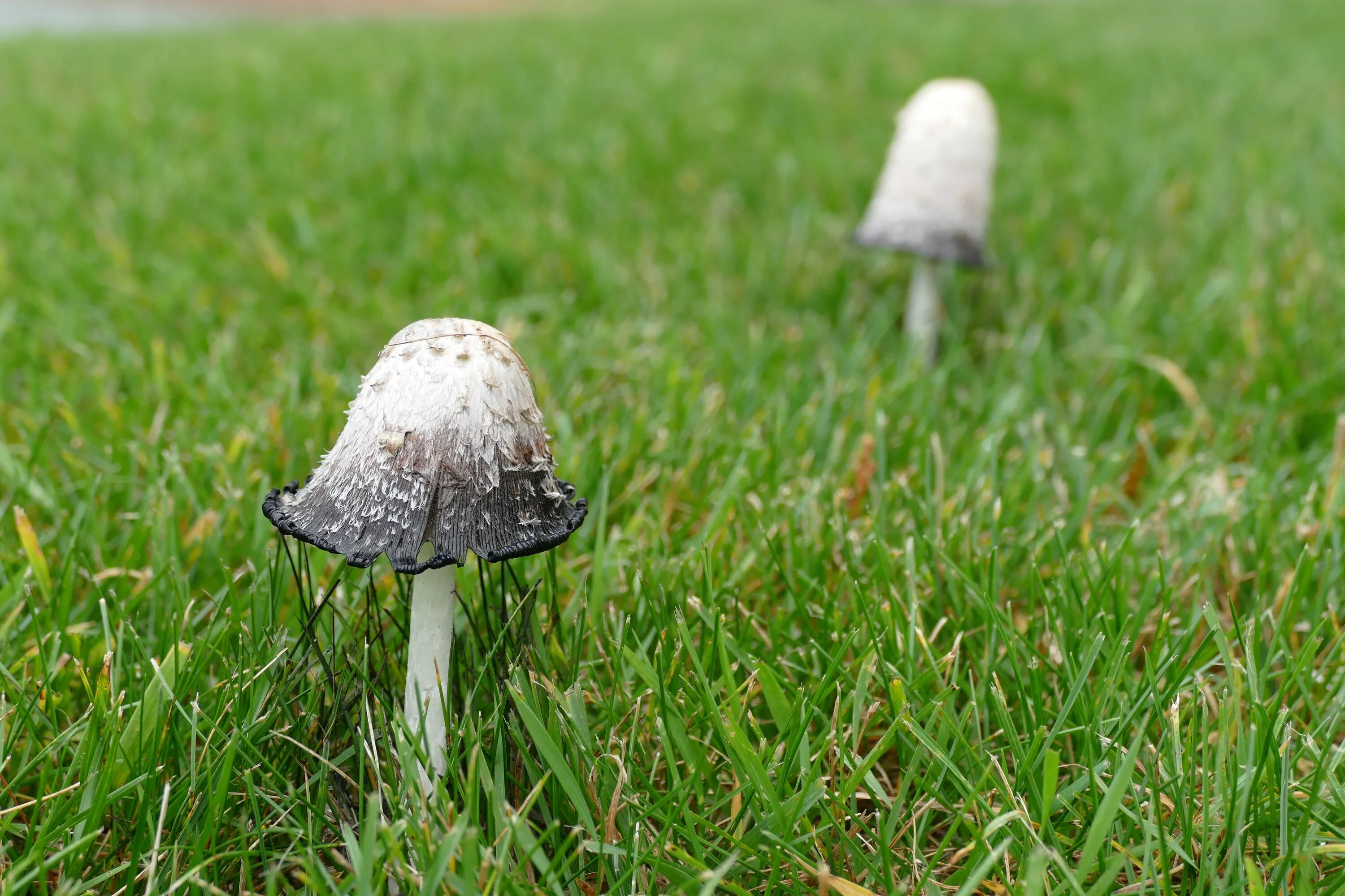 Фиолетовая поганка гриб. Бледная поганка (amanita phalloides). Древесная поганка. Поганка обыкновенная. Поганка гриб.