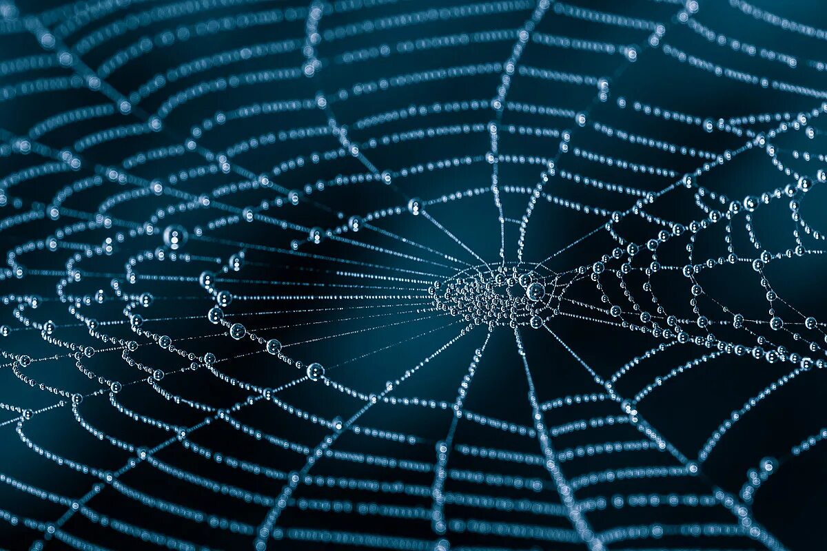 Паутина фон. Mobile web. Всемирная паутина. Паутина на черном фоне. Паутина реалистичная.