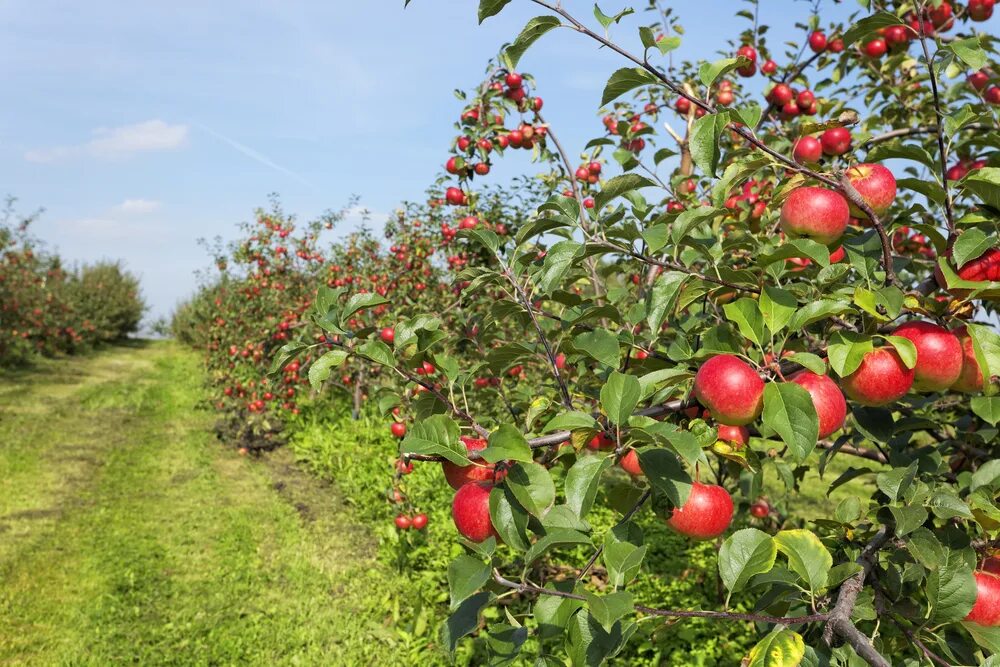 суперинтенсивный сад яблони. интенсивная яблоня. шпалерные яблони ставрополье. черешня пальметта. колоновидная яблоня сады краснодарского края.