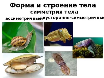 Симметрия тела двусторонних моллюсков