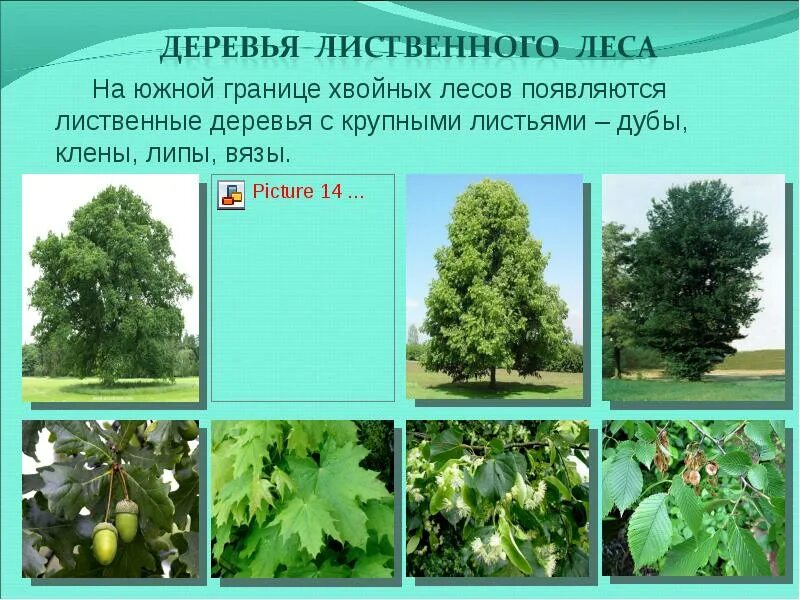 Тип лиственного леса 8. Лиственные деревья россии. деревья лиственного леса. лиственные деревья юга россии. лиственные деревья презентация.
