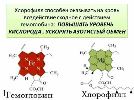 Синтез хлорофилла в растениях