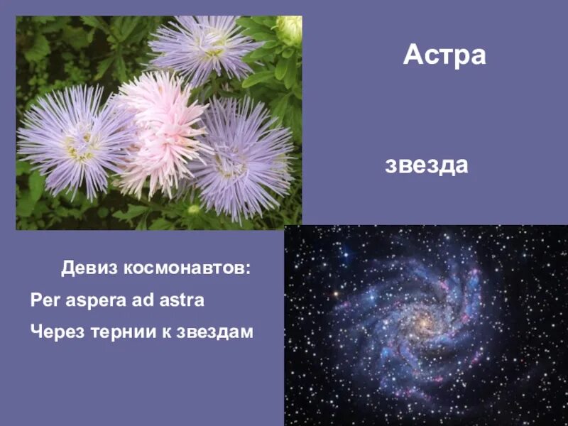 Выше звезд девиз