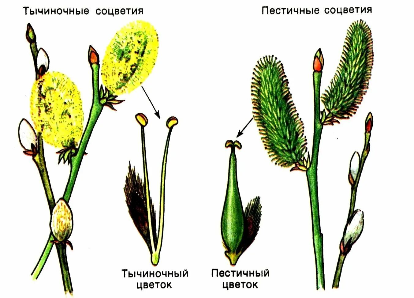 Обоеполые однодомные двудомные. Однодомные и двудомные цветки. Тополь двудомное растение. Двудомное растение цветки ивы. Однодомные и двудомные растения схема.