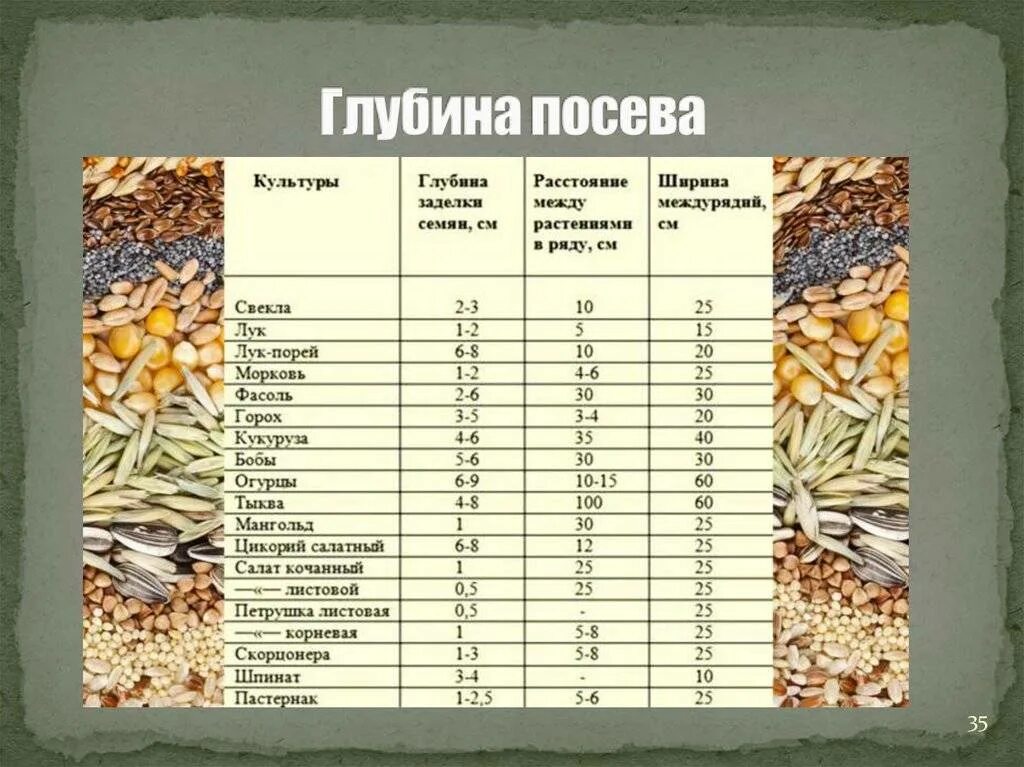Через сколько всходит кукуруза