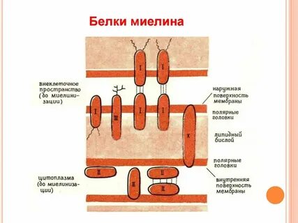 Белки какая ткань