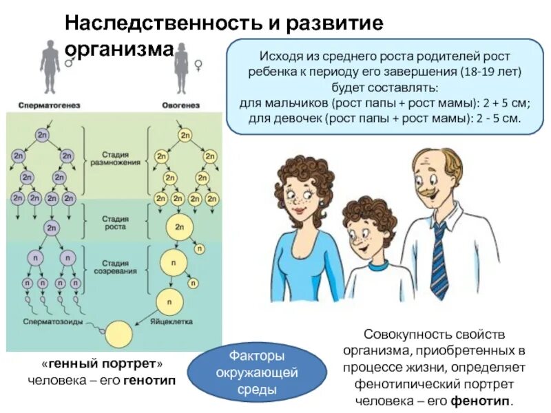 Как развитие организма зависит от роста. Наследственность. наследственность роста. генетика наследственность. возрастная физиология.