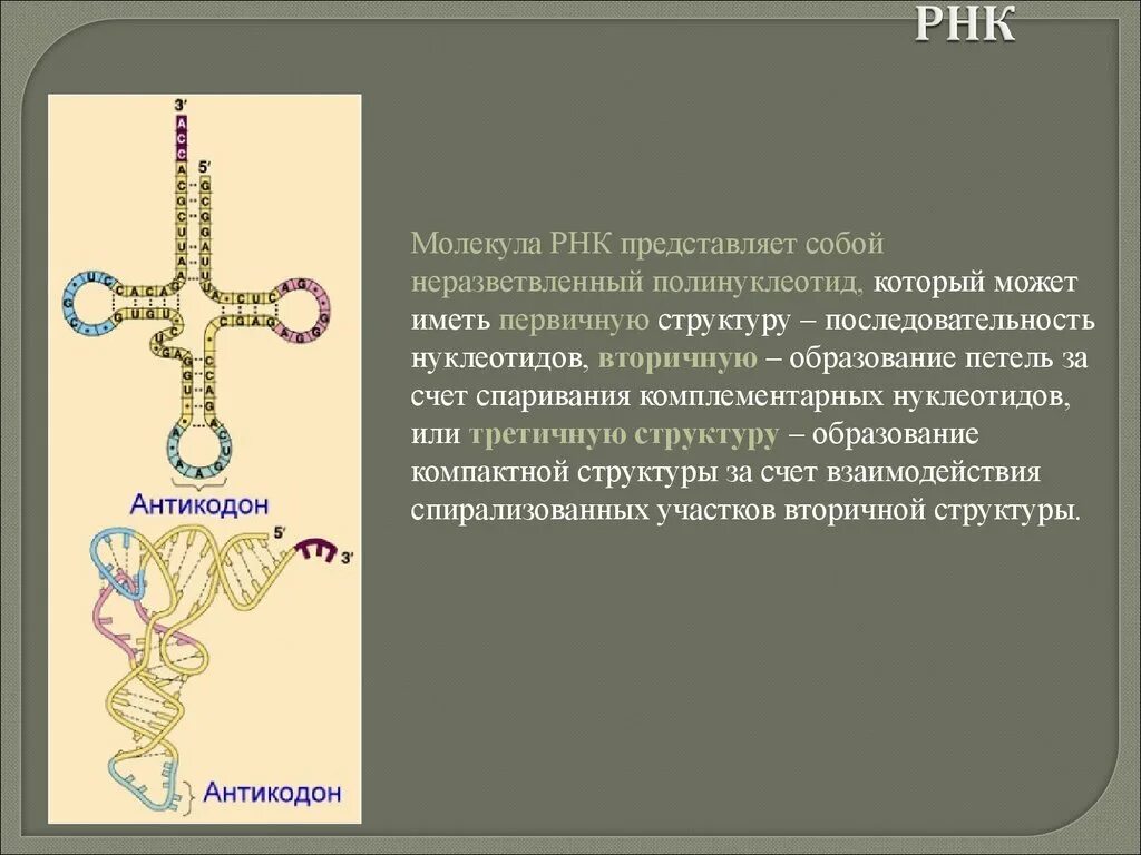 Молекула рнк представлена