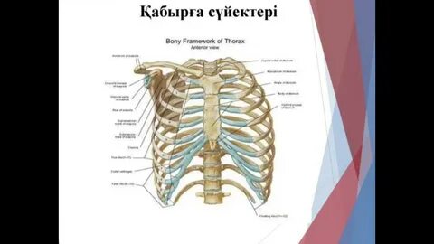 Мен кеуделі азиялық кискада аяқтадым