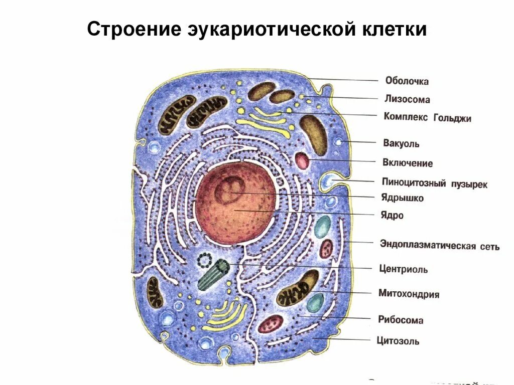 Особенности строения расположения клеток. Строение клетки эукариот схема. основные структуры эукариотической клетки. схема эукариотической клетки животного. строение эукариотических клеток.