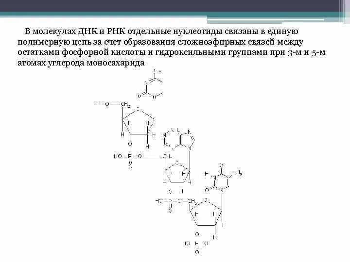 Связи в РНК между нуклеотидами. Нуклеиновые кислоты сложноэфирная связь. Сложноэфирные связи в РНК. Сложноэфирные связи в ДНК.