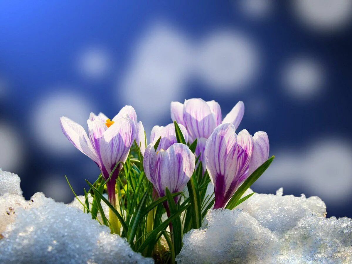 Доброе снежное мартовское утро. Весенние цветы. Первые весенние цветы. Цветы в снегу.