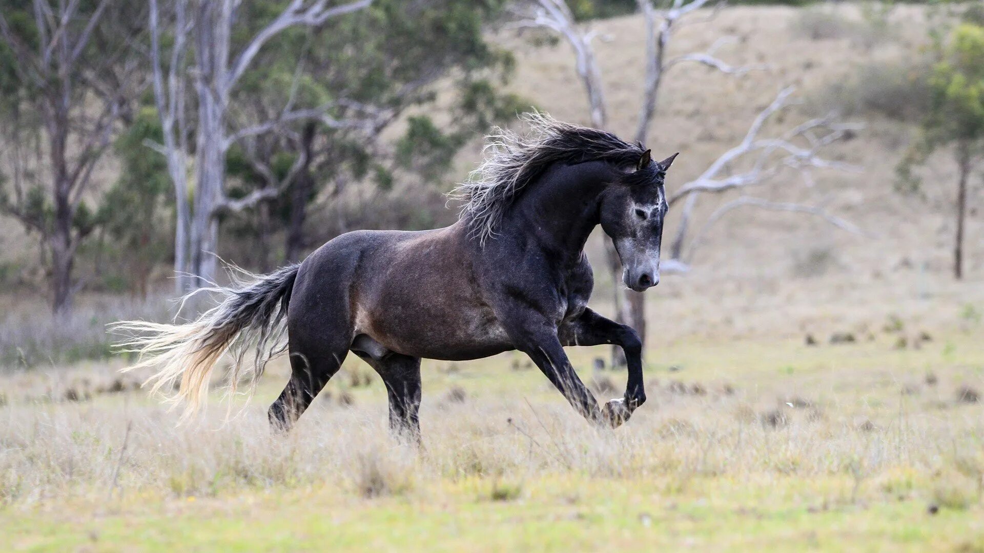 лошадь породы мустанг. мустанг одичавшая лошадь. американский мустанг лошадь. коне америки. кигер мустанг гнедой.
