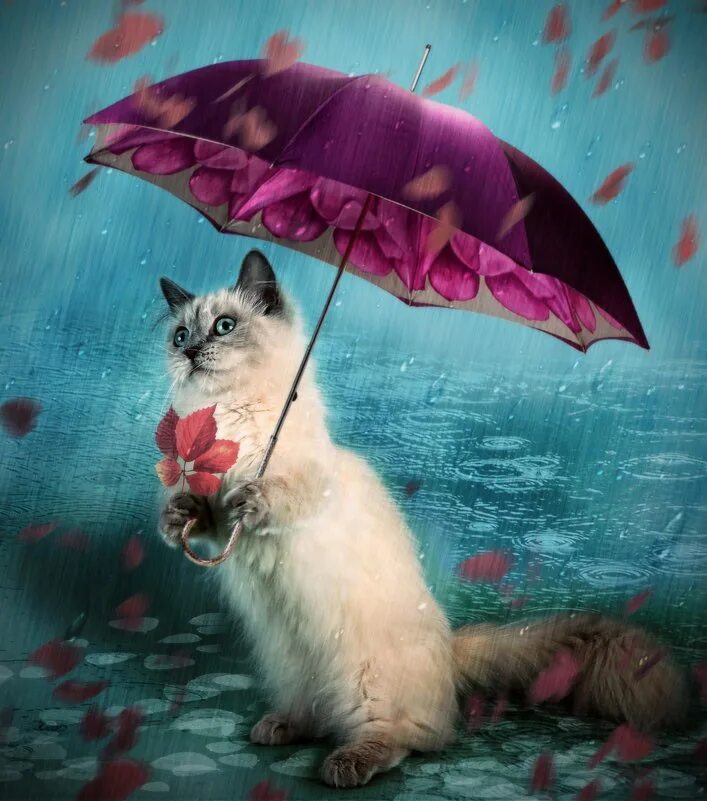 Утро зонтик. Кот с зонтиком. котик с зонтиком. котик под зонтиком. кошка под зонтом.