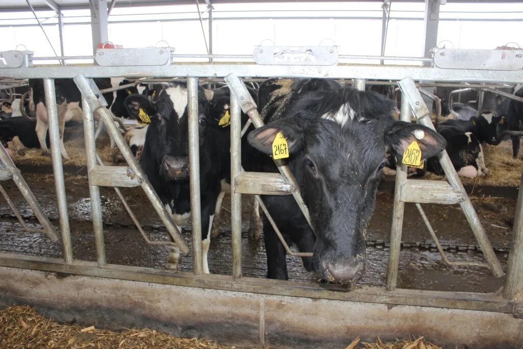 Голштинский бык. Спк коминтерна. Спк колхоз русь аксайский район. Спк ильсегул миякинского района. Спк (колхоз) "коминтерн-2".