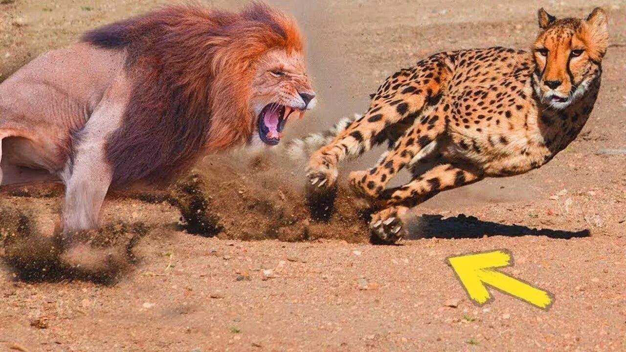 Нападение животных. Лев гепард леопард. Гепард против Льва. Лев против леопарда.