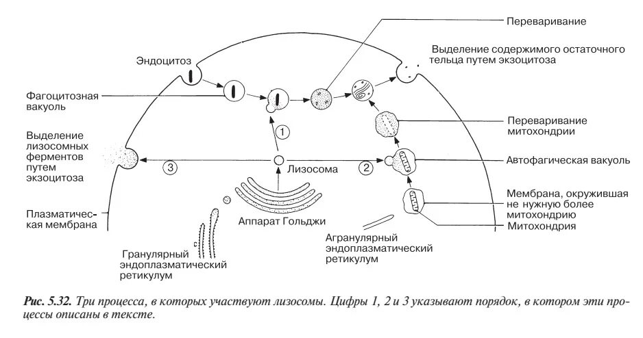 Структура первичных лизосом. Внутриклеточное пищеварение лизосомы. Вторичные лизосомы схема. Схема внутриклеточного пищеварения с участием лизосом.