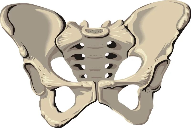 Тазовые кости скелета человека. АРКУС пубис. Тазовые кости. Тазовая кость. Таз анатомия.