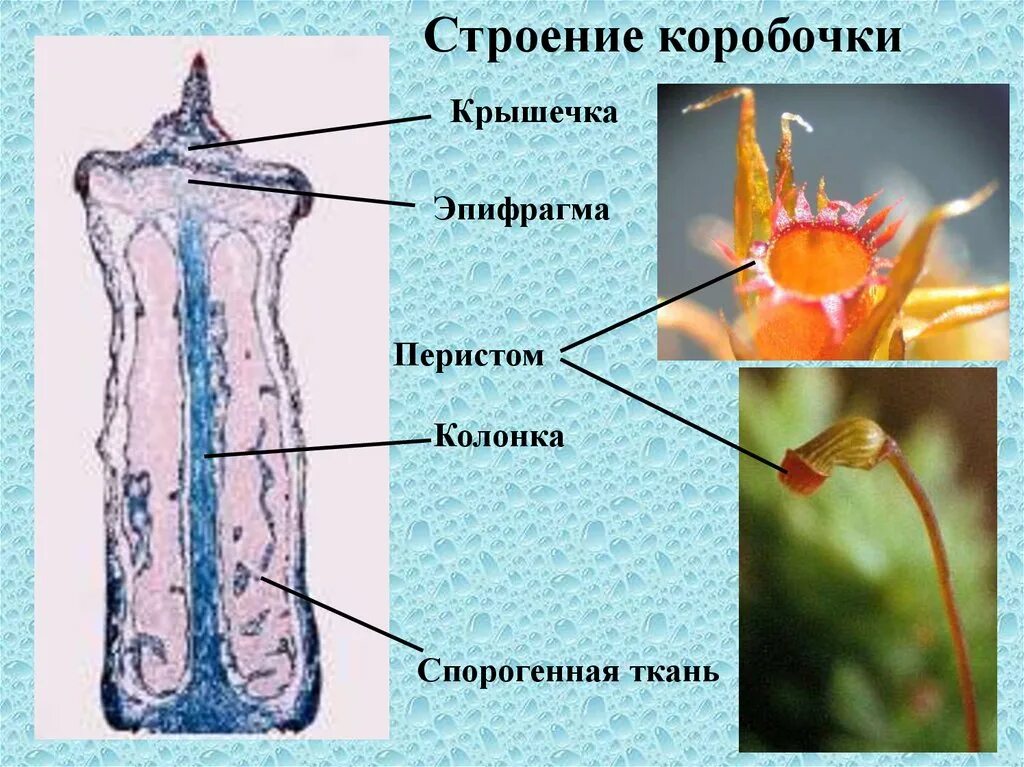 Ножка спорогона. Спорогон кукушкиного льна. Кукушкин лен строение коробочки. Строение спорогона Кукушкина льна. Строение коробочки спорофита.