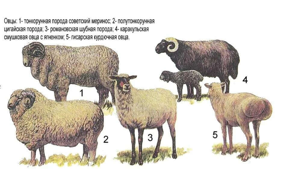 Группа подсосных овец. Казахская тонкорунная порода овец. овцеводство породы овец. каракульская порода овец тонкорунная. шленская порода овец.