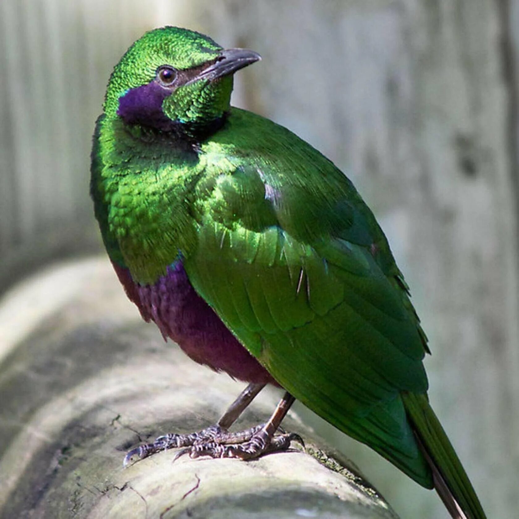 Черно зеленая птичка. Изумрудный скворец. Зелёный САИ птица танагровых. Изумрудная бронзовая Кукушка. Изумрудный блестящий скворец.